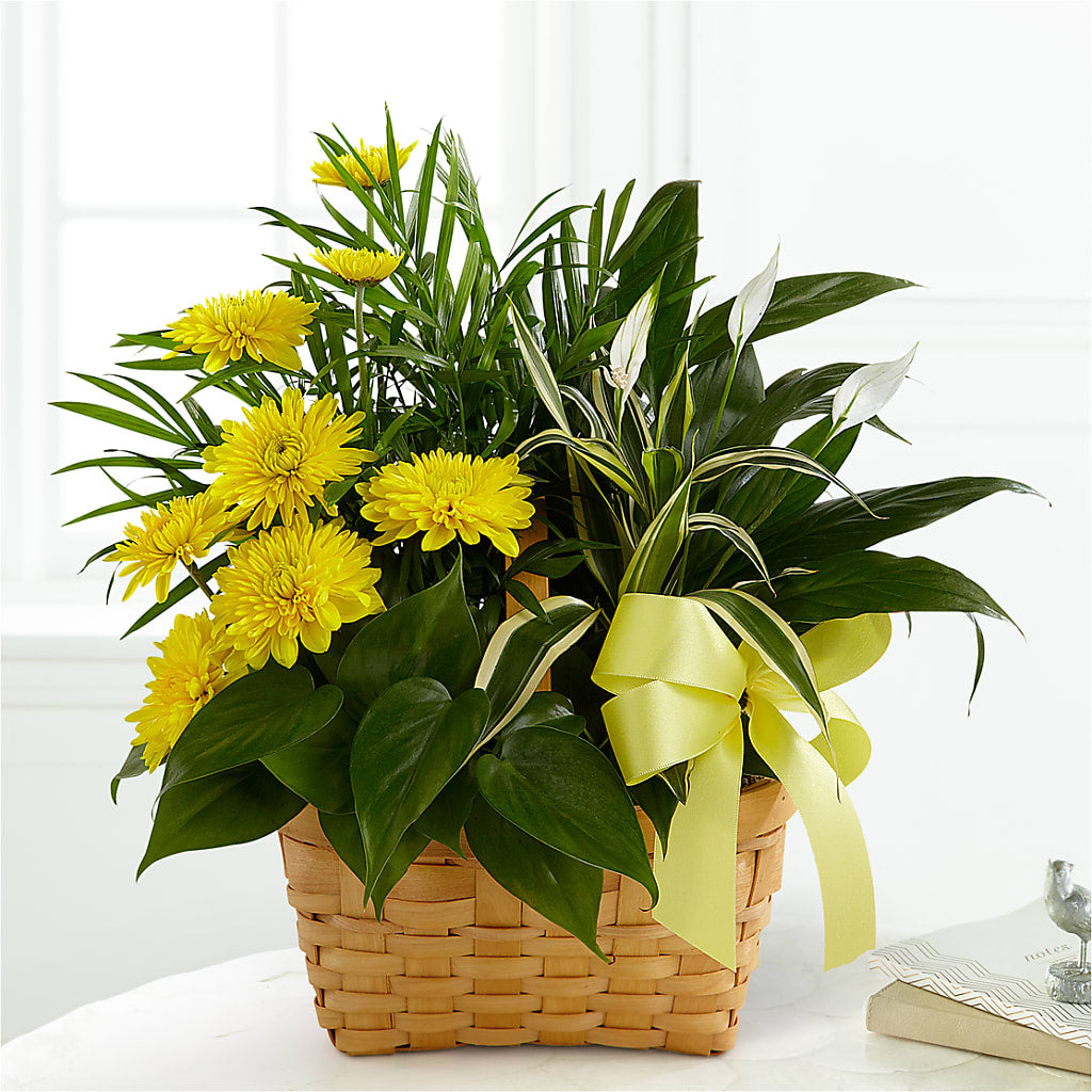 Loving Light Dishgarden – CINDY'S FLOWERS AND GIFTS, Colonia NJ