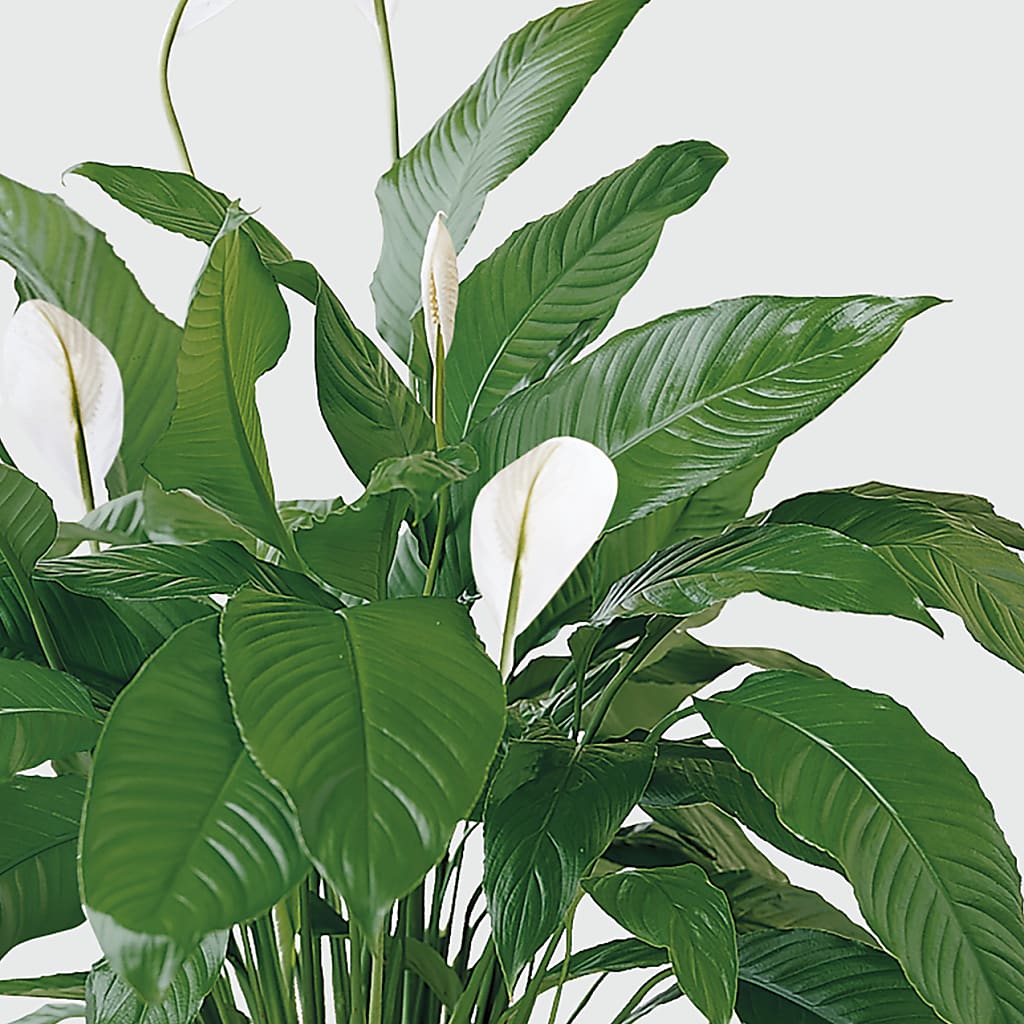 Tranquil Moments Peace Lily Plant – CINDY'S FLOWERS AND GIFTS, Colonia NJ