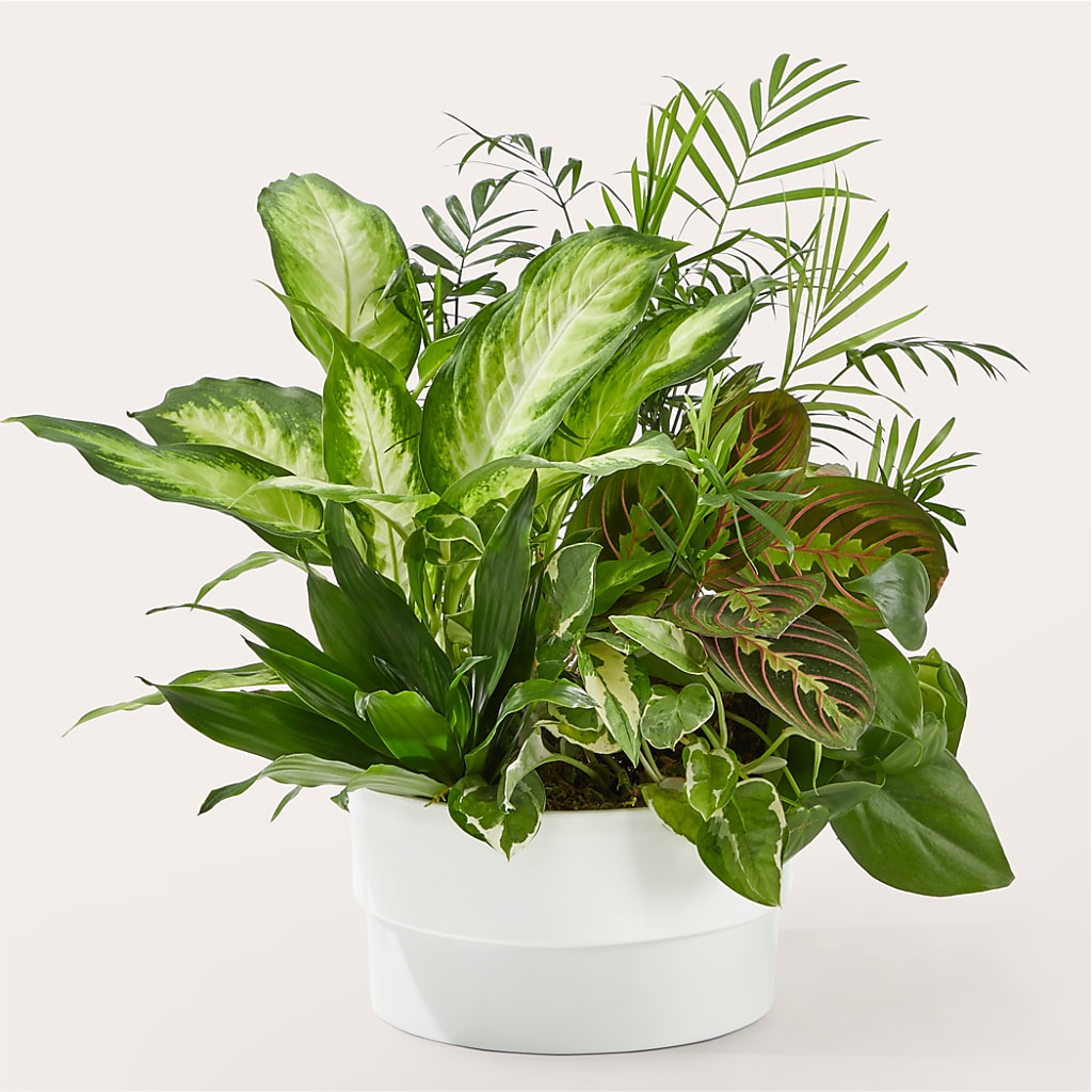 Radiating Positivity Dishgarden – CINDY'S FLOWERS AND GIFTS, Colonia NJ