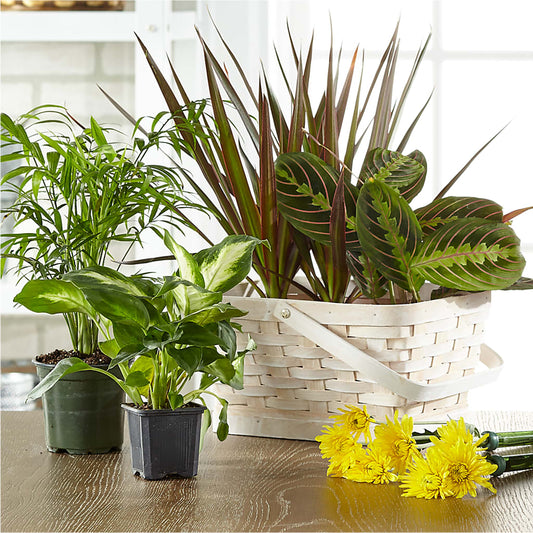 Florist Designed Blooming and Green Plants in a Basket – CINDY'S FLOWERS AND GIFTS, Colonia NJ