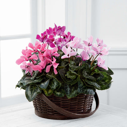 Mixed Cyclamen Planter – CINDY'S FLOWERS AND GIFTS, Colonia NJ