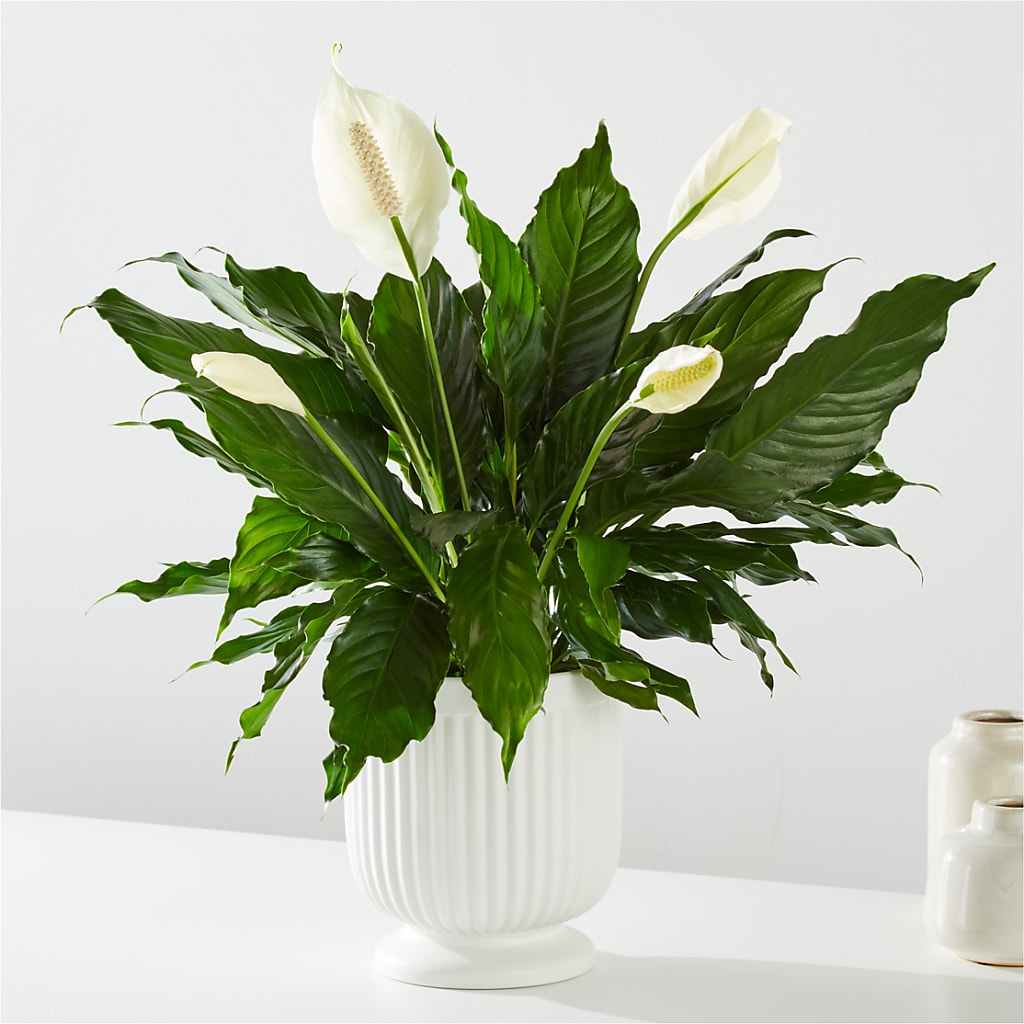 Comfort Planter – CINDY'S FLOWERS AND GIFTS, Colonia NJ