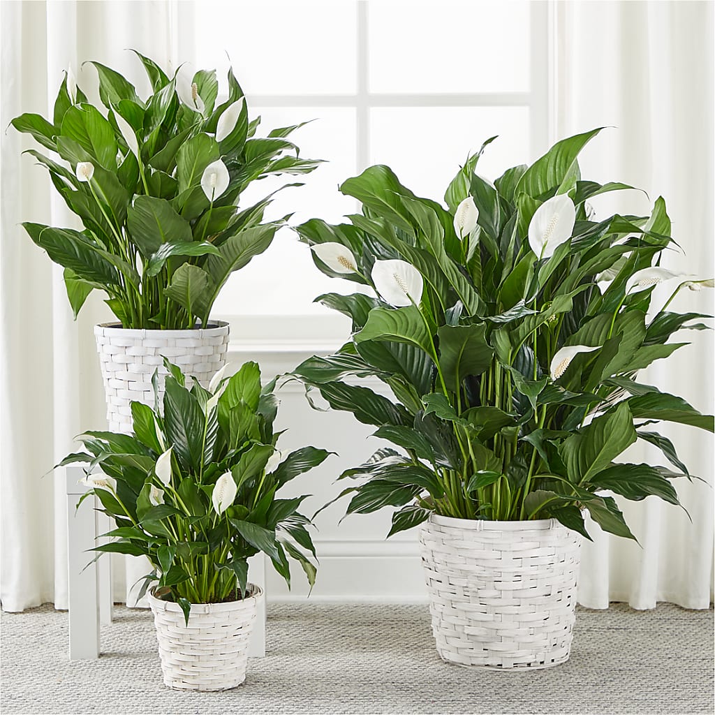 A New Leaf Peace Lily – CINDY'S FLOWERS AND GIFTS, Colonia NJ