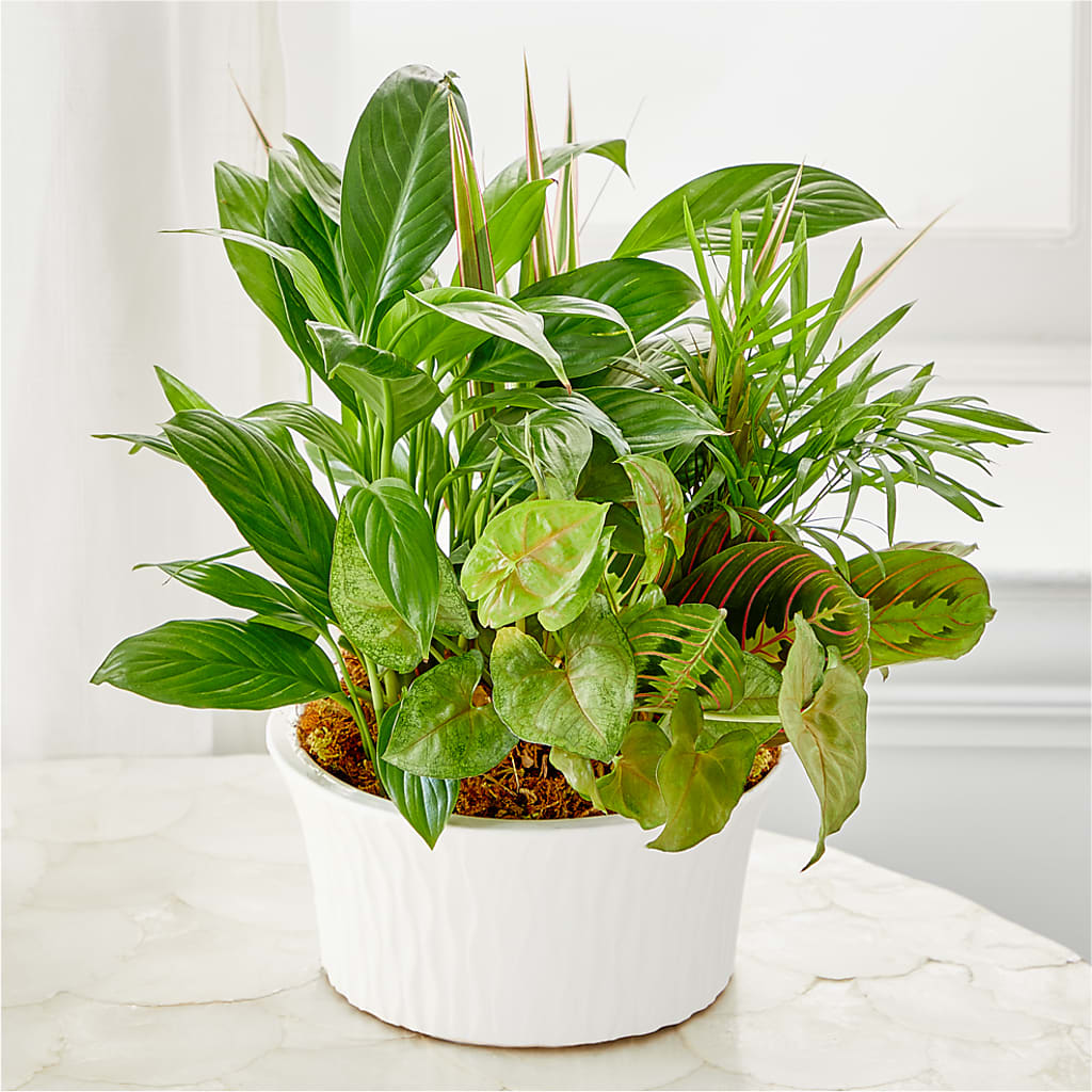 Balance & Harmony Dishgarden – CINDY'S FLOWERS AND GIFTS, Colonia NJ